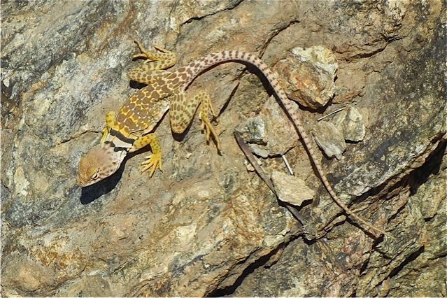 Lizard